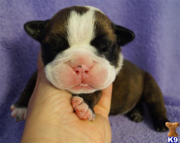 Puppies in OK